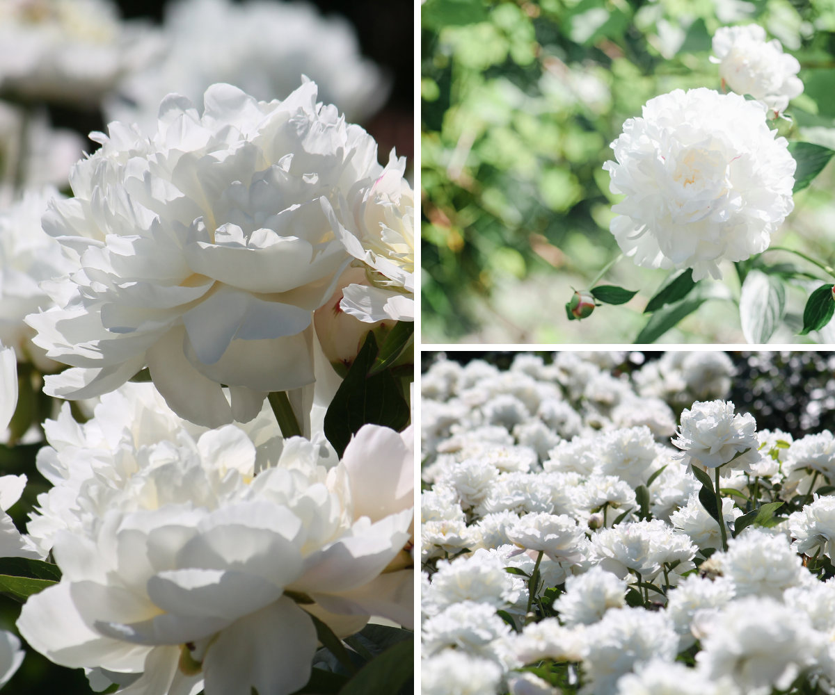 Lot de 6 pivoines blanches