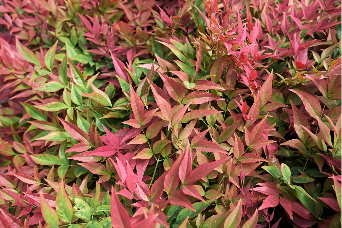 Bambou sacré (Nandina Obsessed) - 30-35 cm