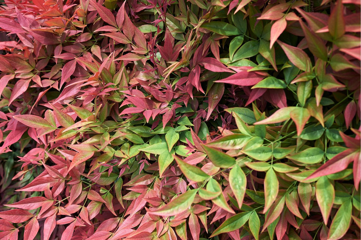 Bambou sacré (Nandina Obsessed) - 30-35 cm