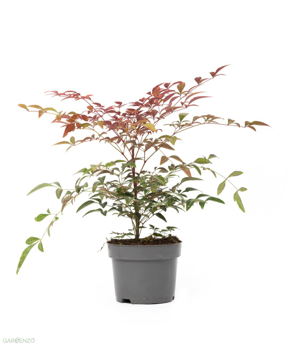 Bambou sacré (Nandina Obsessed) - 30-35 cm