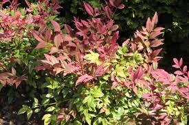 Lot de 2 plantes de bambou sacré (Nandina Obsessed) - 30-35 cm