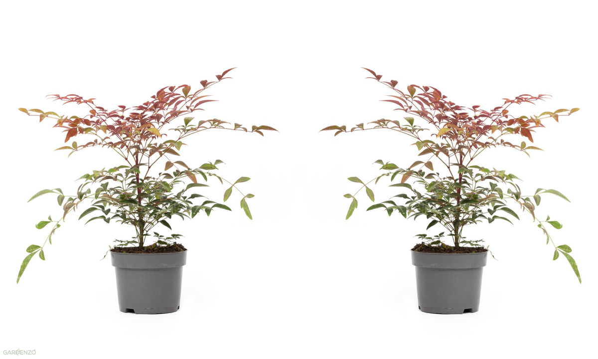 Lot de 2 plantes de bambou sacré (Nandina Obsessed) - 30-35 cm