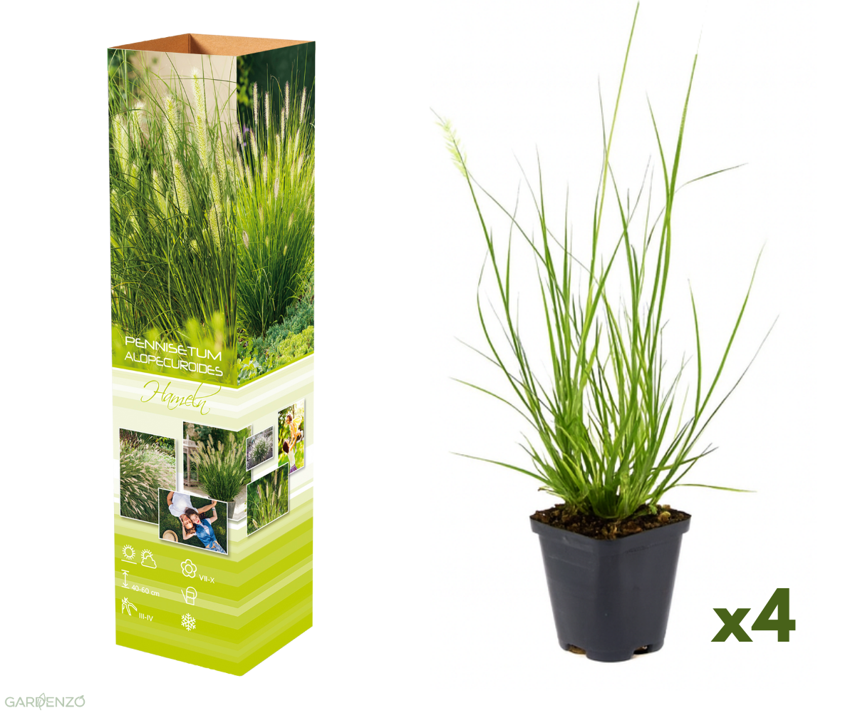 Lot de 4 plants d´herbe aux écouvillons (Pennisetum)