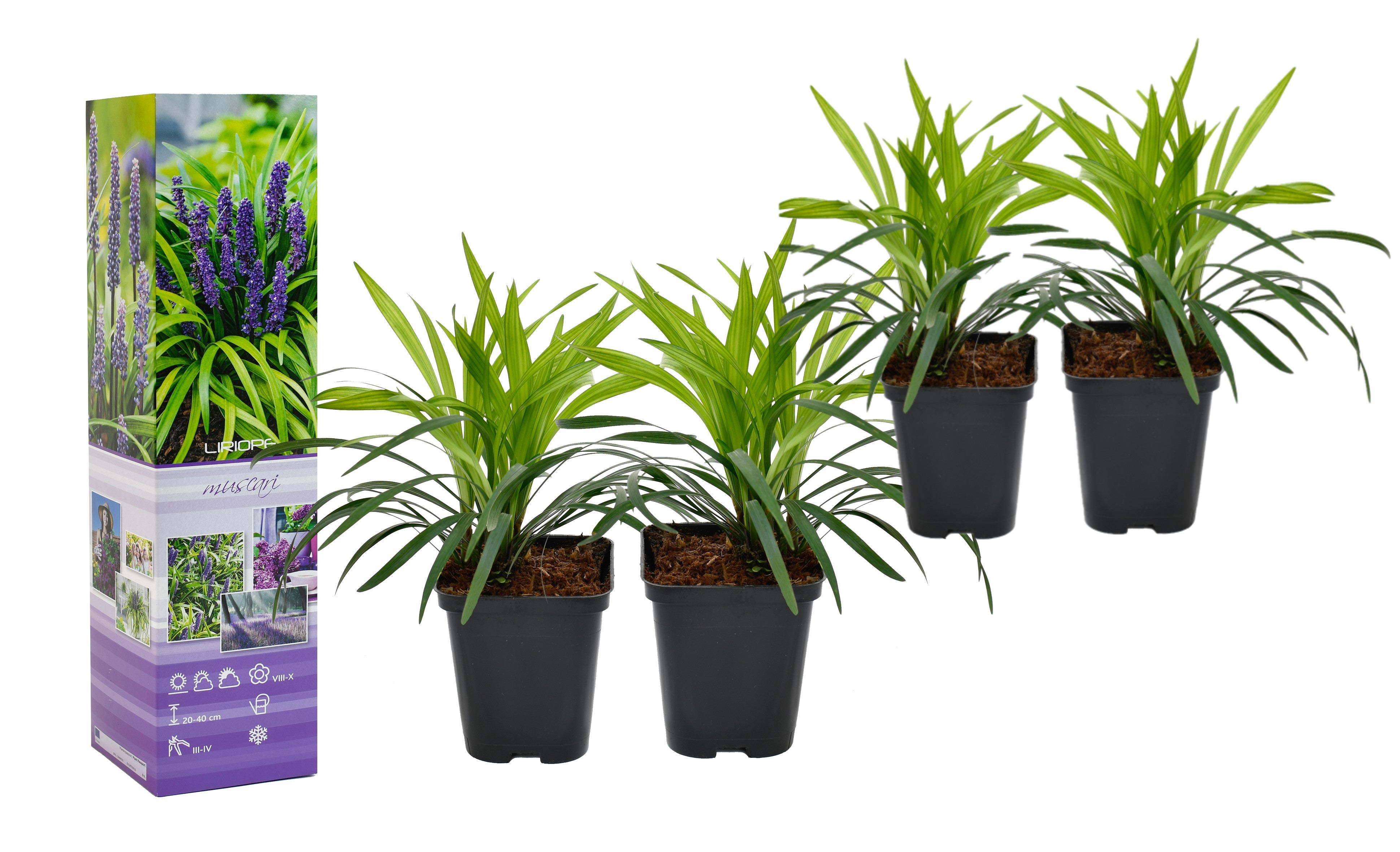 Lot de 4 Liriope Muscari