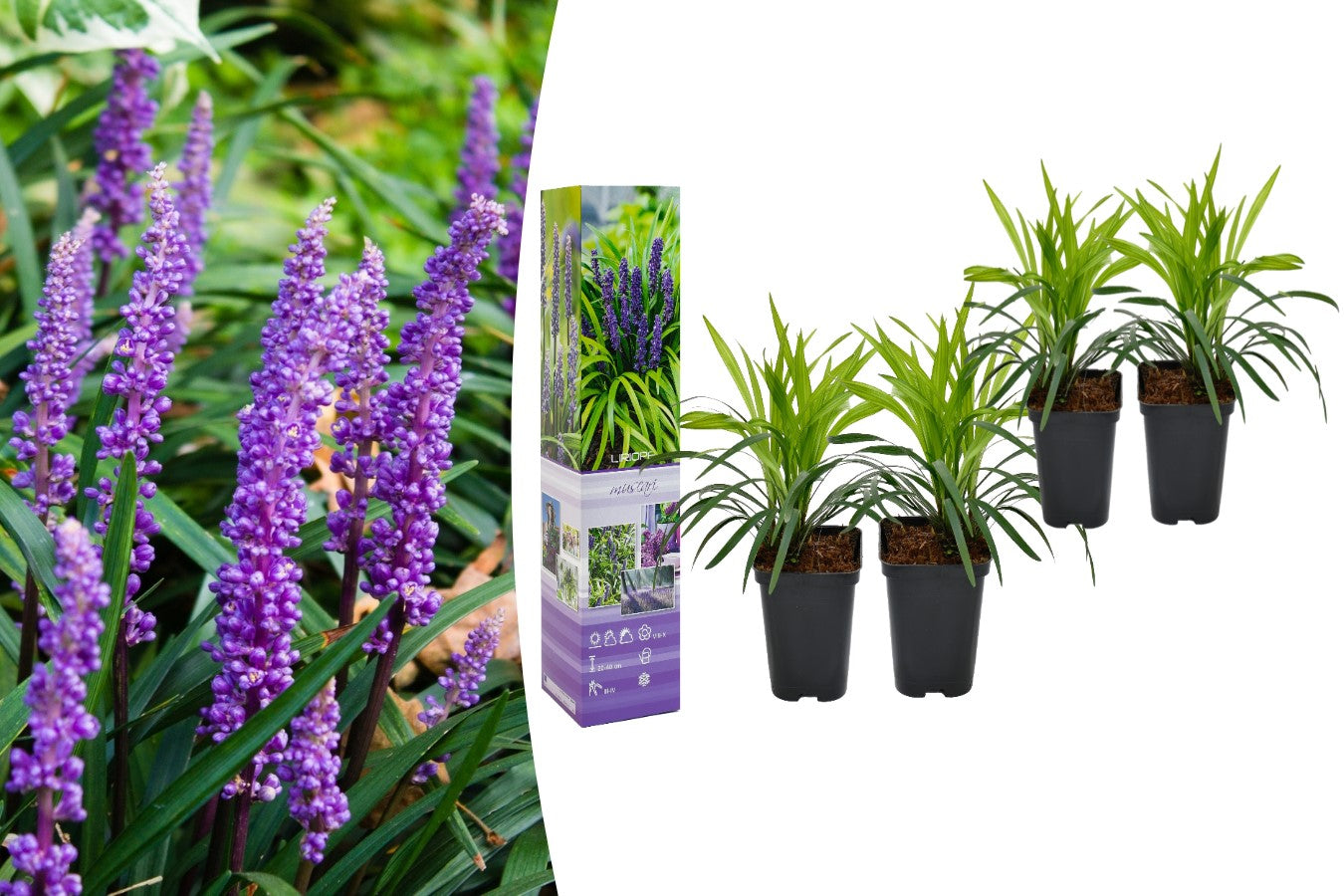 Lot de 8 Liriope Muscari