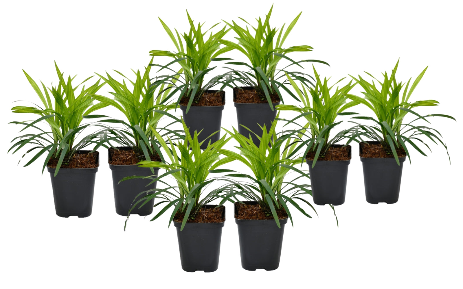 Lot de 8 Liriope Muscari