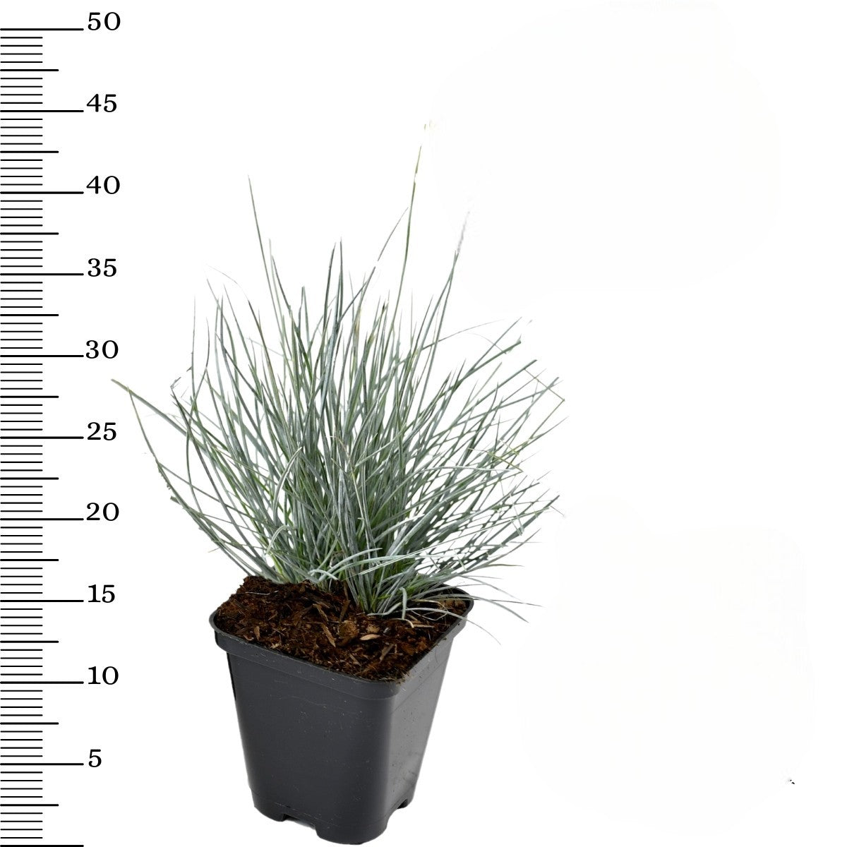 Lot de 4 Festuca Glauca