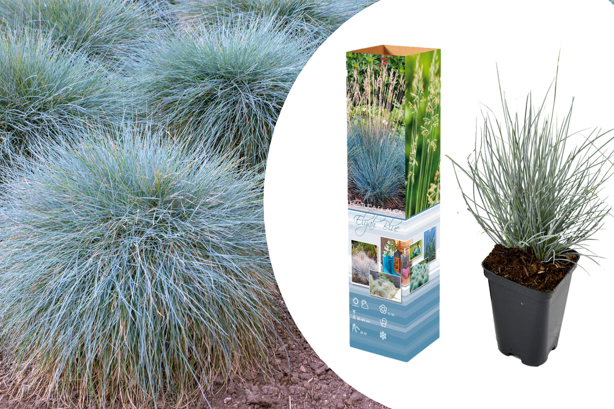 Lot de 8 Festuca Glauca