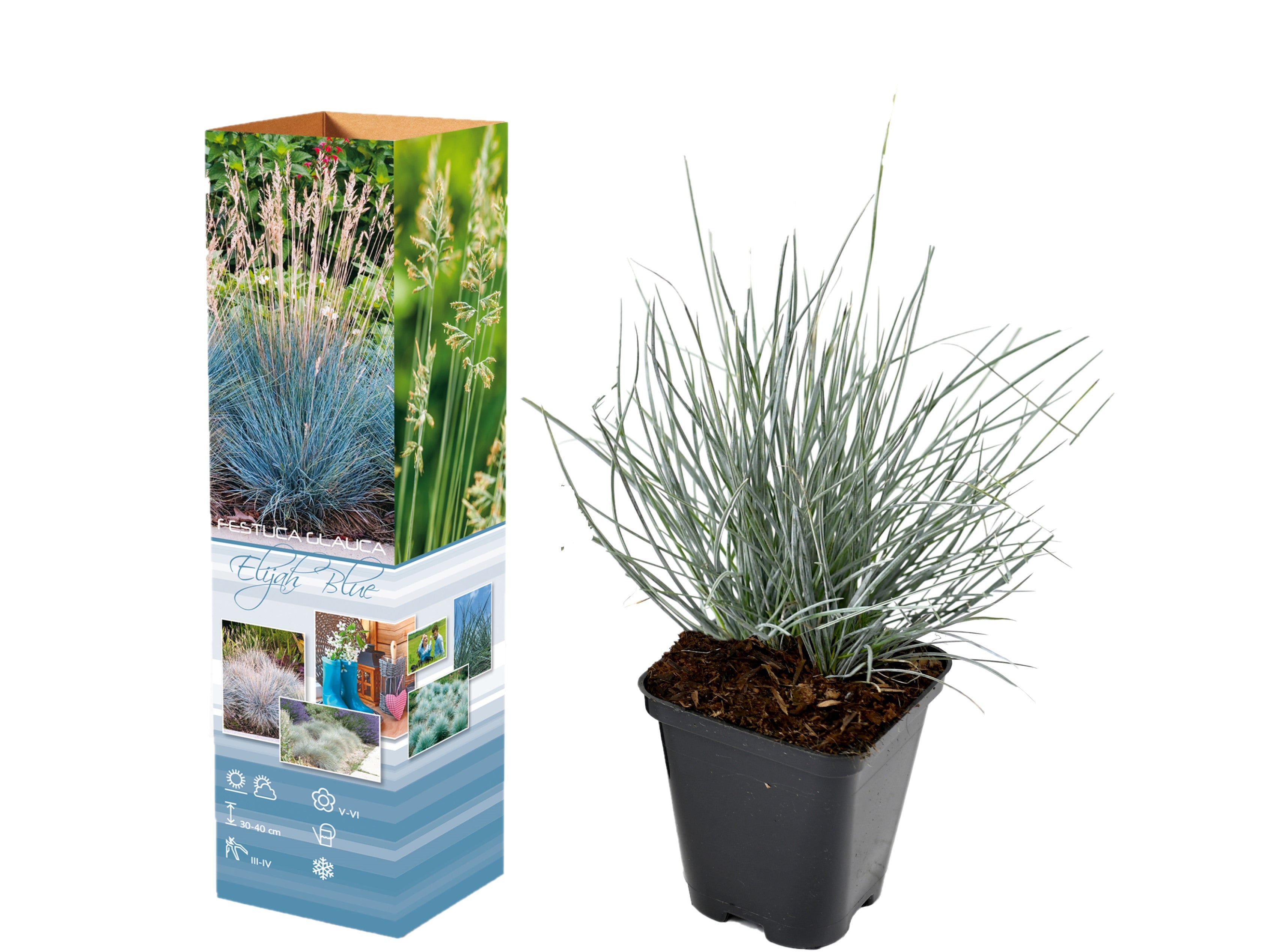 Lot de 8 Festuca Glauca