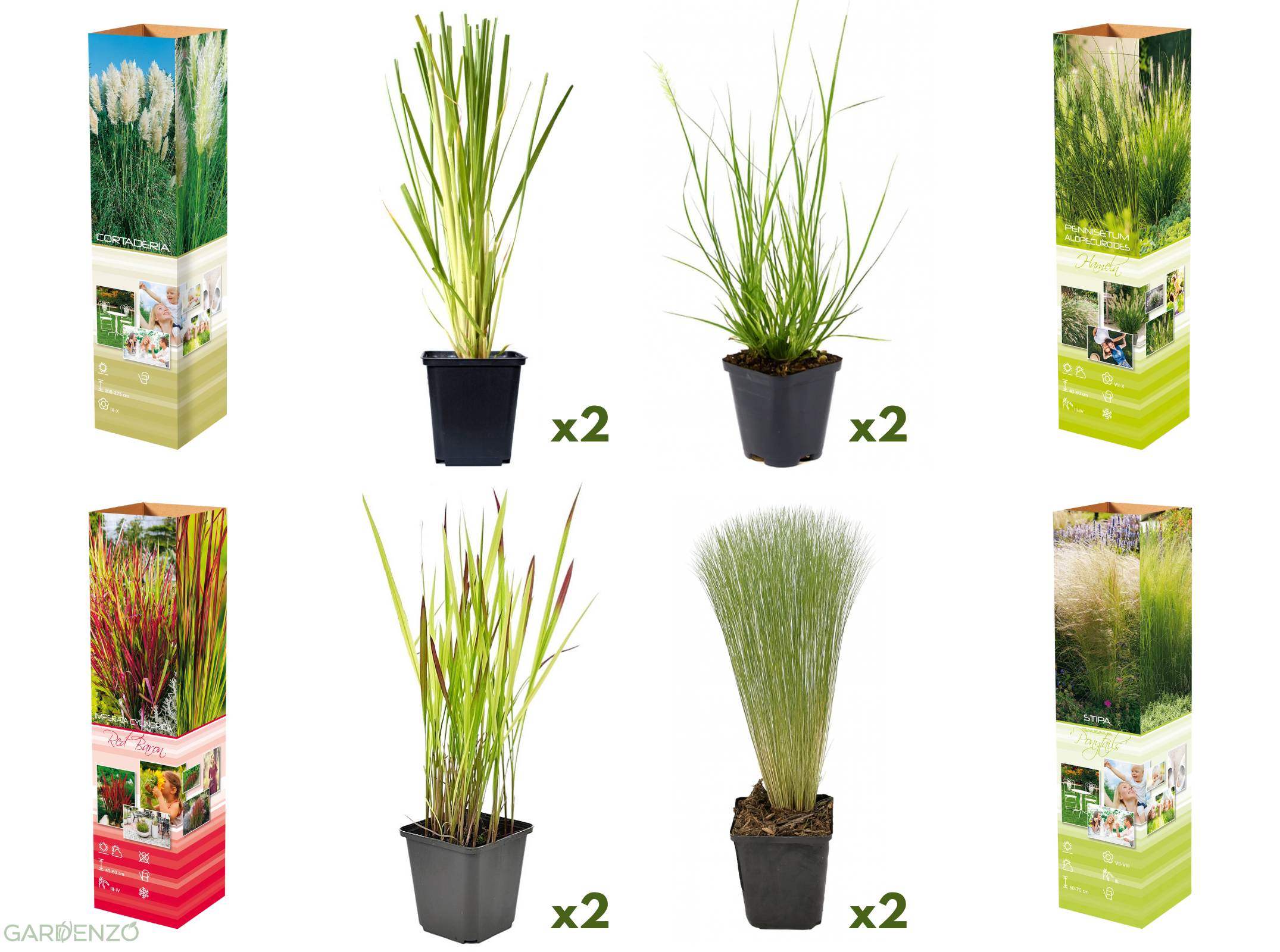 Lot de 8 graminées: 2 Stipa, 2 Pennisetum, 2 Cortaderia blanche, 2 Imperata