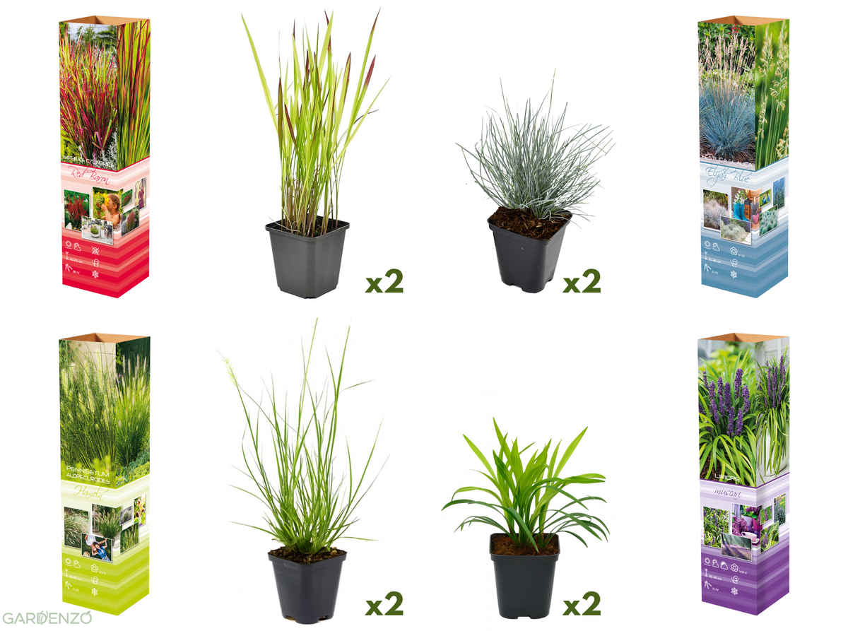 Lot de 8 graminées: 2 Pennisetum, 2 Liriopes, 2 Imperata, 2 Festuca,