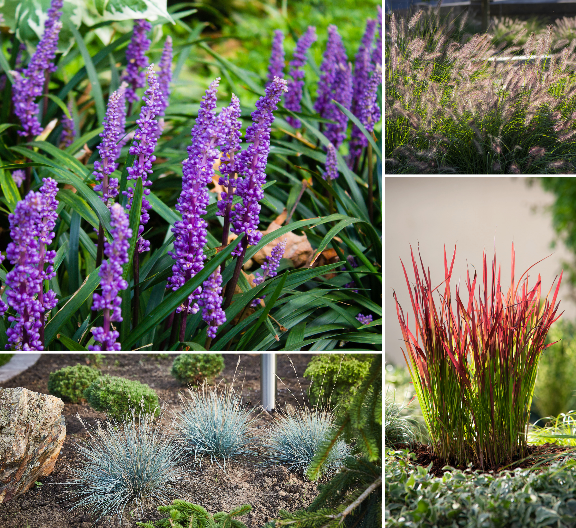 Lot de 8 graminées: 2 Pennisetum, 2 Liriopes, 2 Imperata, 2 Festuca,