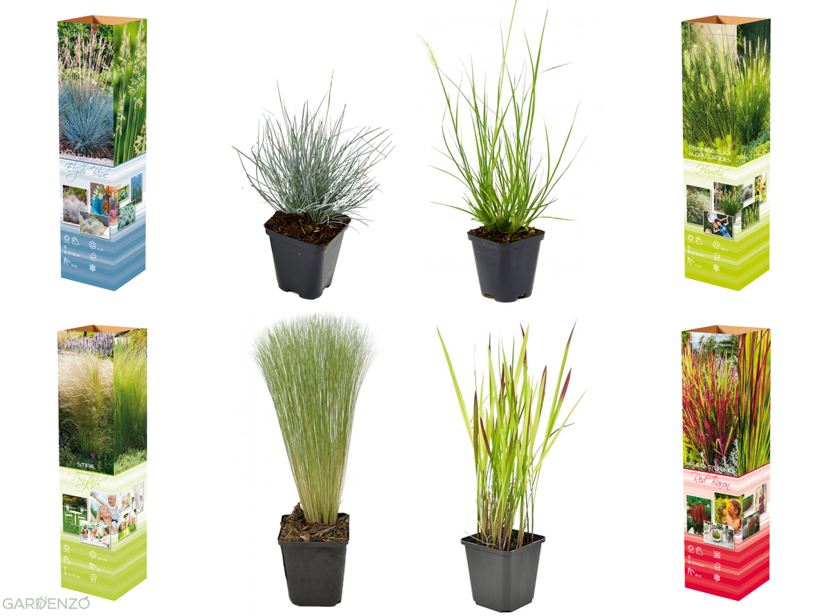 Lot de 4 graminées : 1 Stipa, 1 Pennisetum, 1 Imperata, 1 Festuca - 20-38 cm
