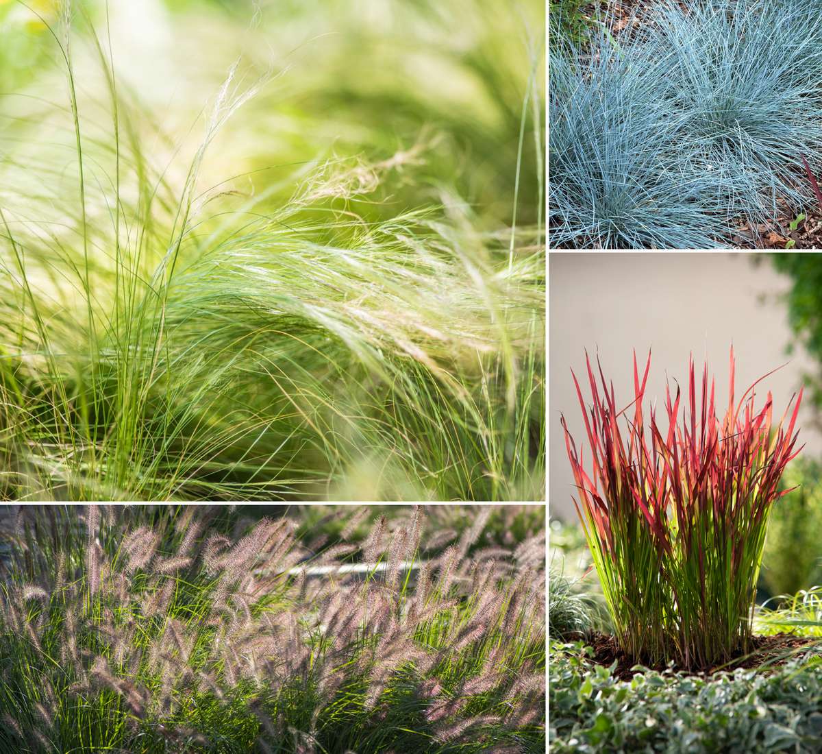 Lot de 4 graminées : 1 Stipa, 1 Pennisetum, 1 Imperata, 1 Festuca - 20-38 cm