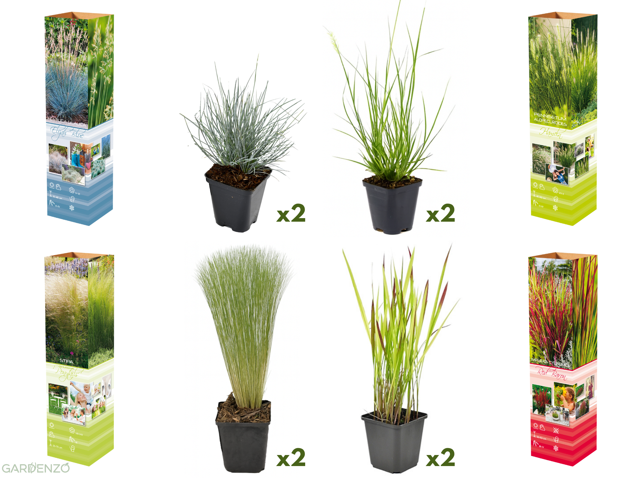 Lot de 8 graminées : 2 Stipa, 2 Pennisetum, 2 Imperata, 2 Festuca - 20-38 cm