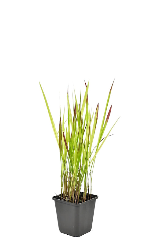 Lot de 4 graminées : 1 Stipa, 1 Pennisetum, 1 Imperata, 1 Festuca - 20-38 cm