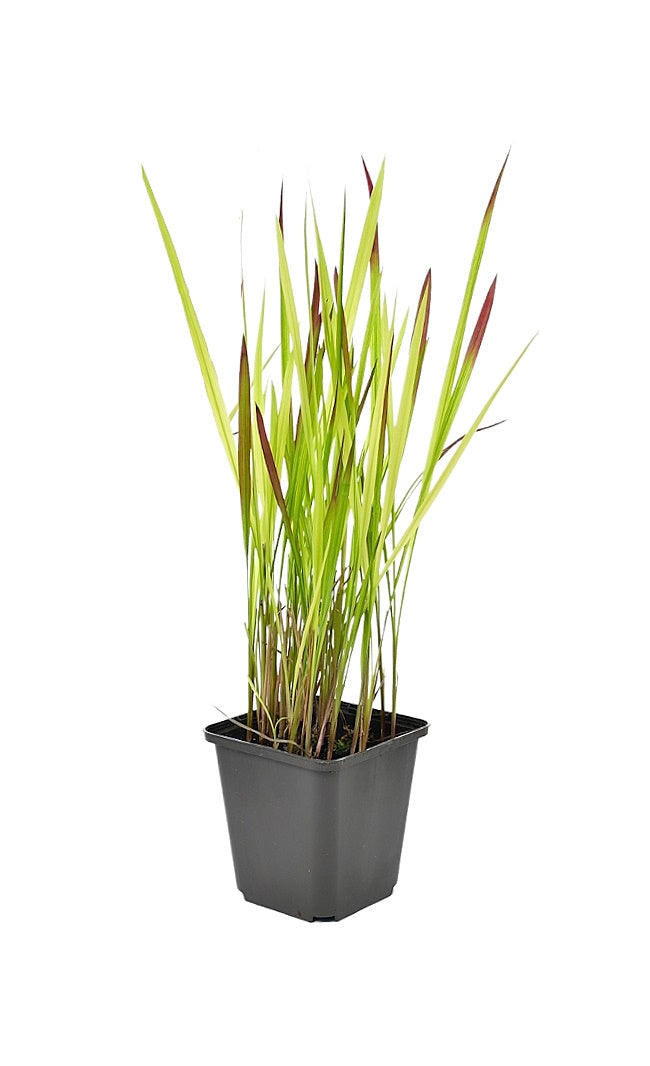 Lot de 8 graminées: 2 Pennisetum, 2 Liriopes, 2 Imperata, 2 Festuca,