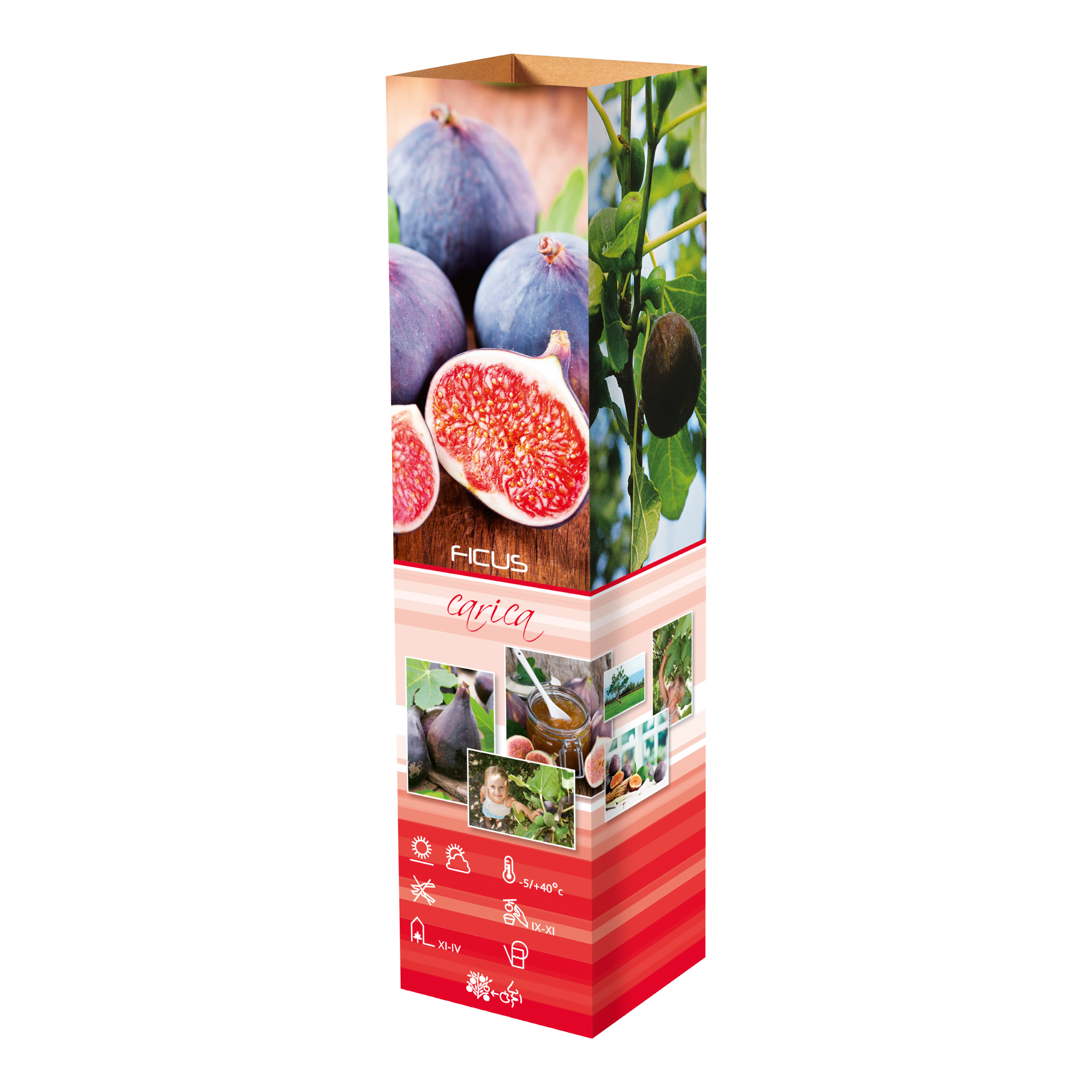 Lot de 4 figuiers (Ficus Carica) - 25-38 cm
