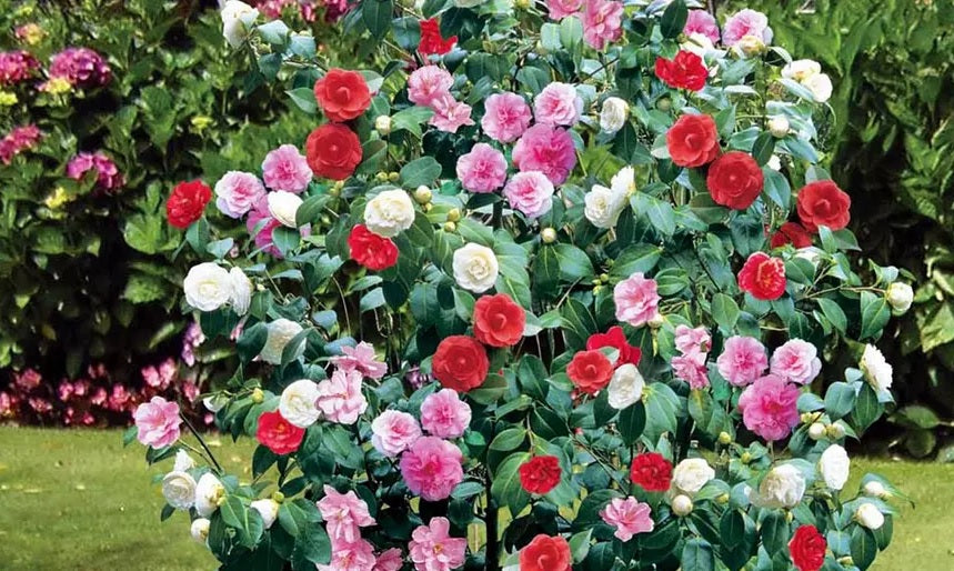 Lot de 6 camélias