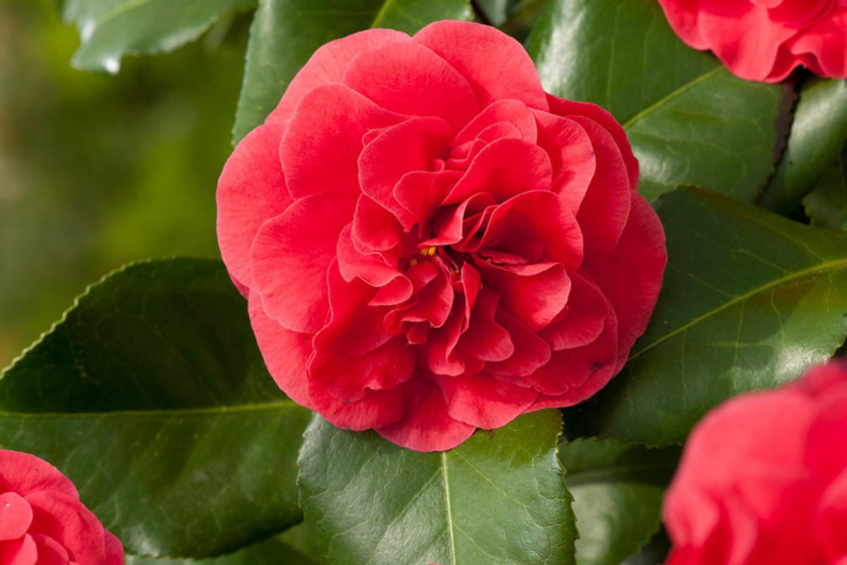 Lot de 3 camélias ROUGE