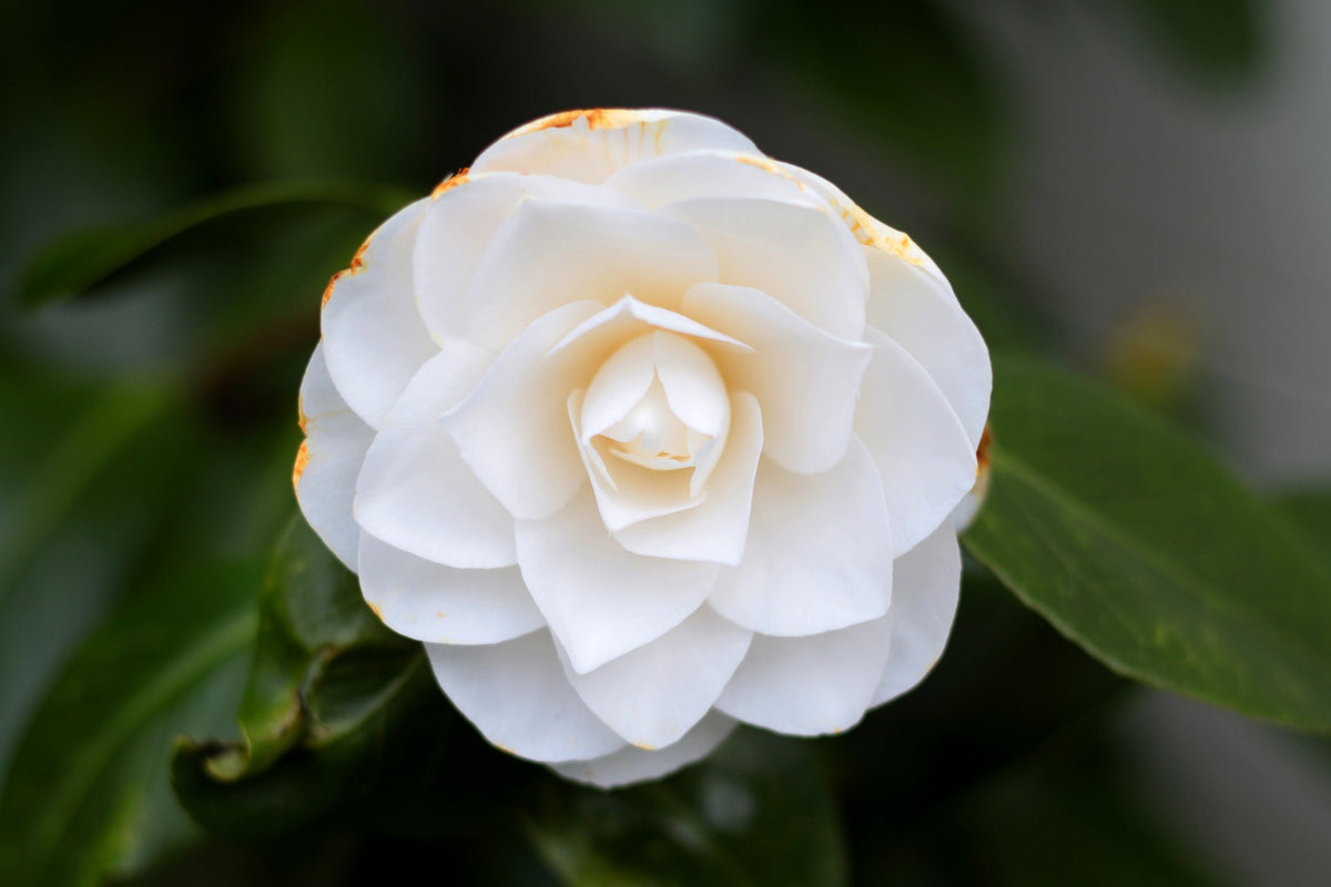 Lot de 3 camélias BLANC
