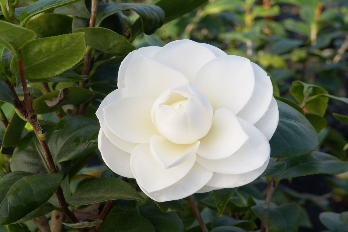 Lot de 3 camélias BLANC