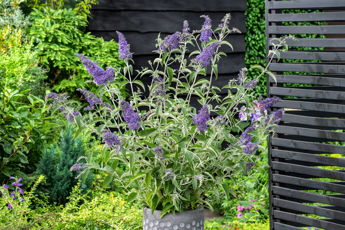 Lot de 3 arbres aux papillons ou lilas d'été (Buddleia de David) à fleurs bleues/lila - 30-38 cm