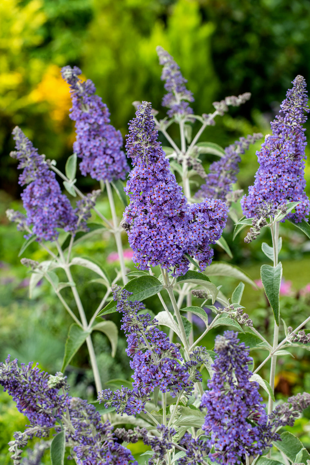 Lot de 6 arbres aux papillons ou lilas d'été (Buddleia de David) à fleurs bleues/violettes