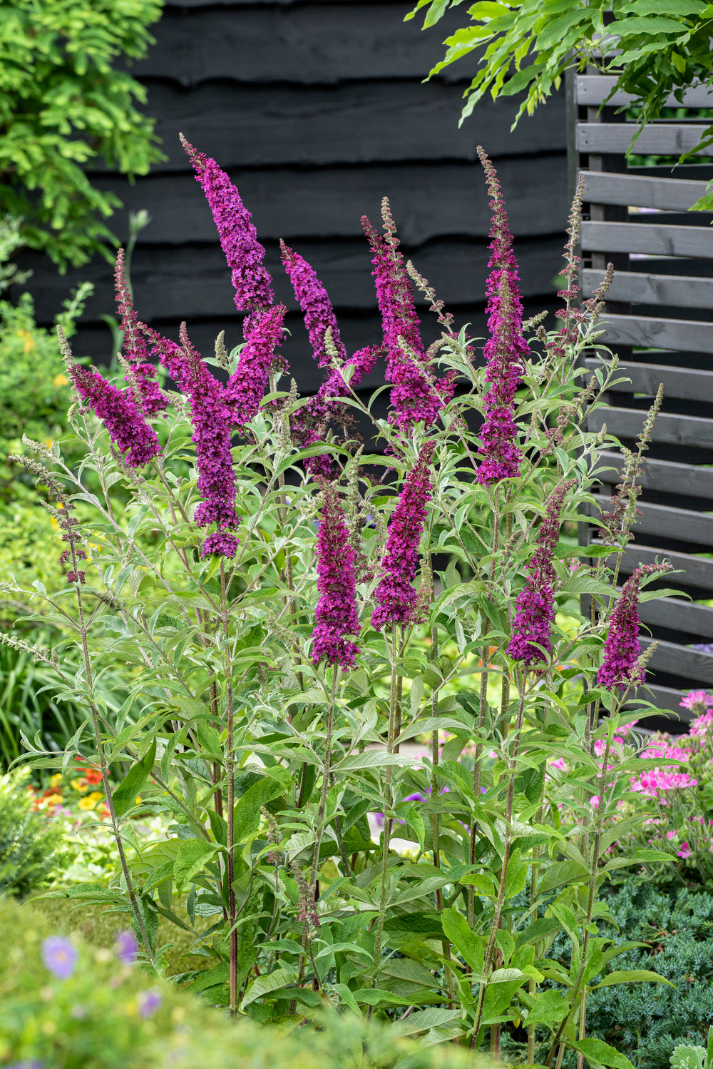 Lot de 3 arbres aux papillons ou lilas d'été (Buddleia de David) à fleurs violettes/rouges