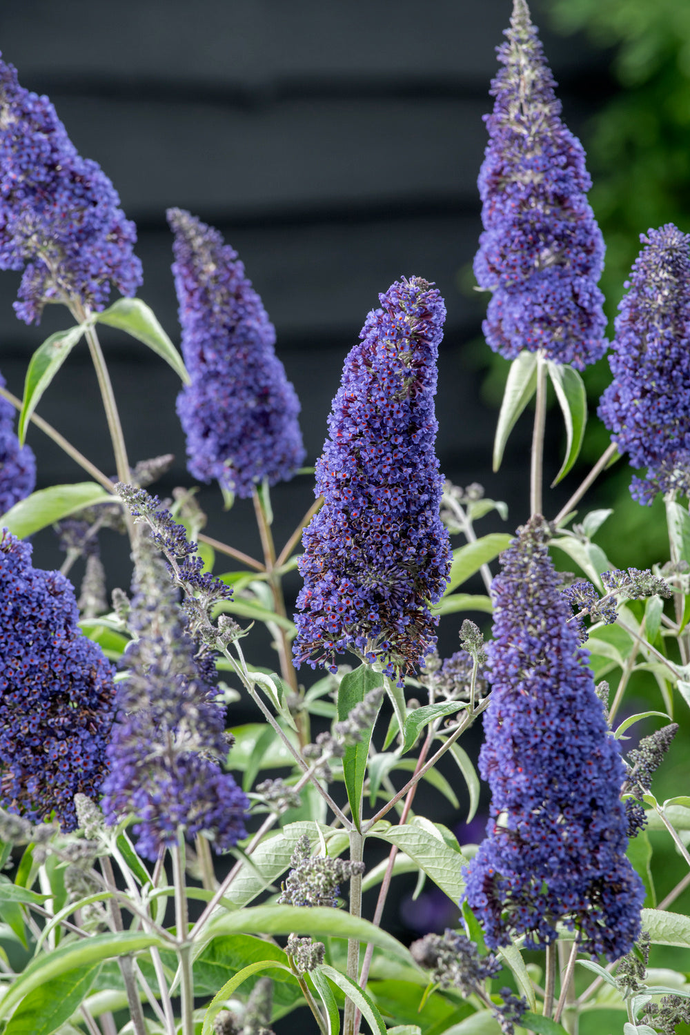 Lot de 3 arbres aux papillons ou lilas d'été (Buddleia de David) à fleurs bleues/lila - 30-38 cm