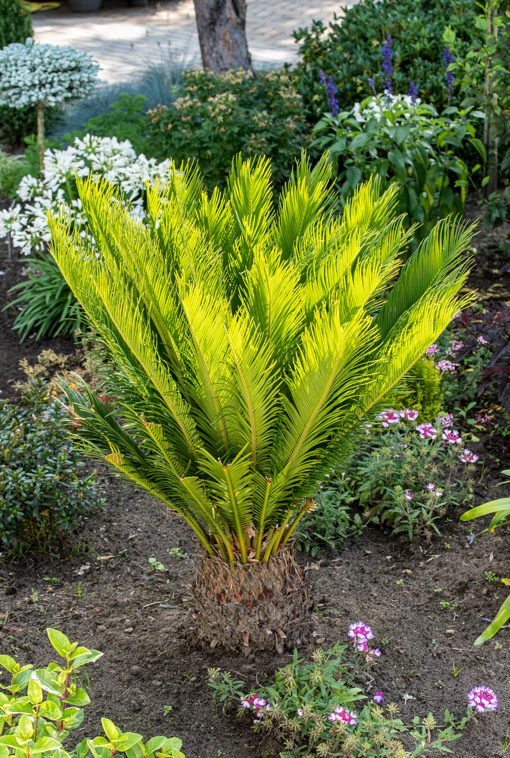 Lot de 2 palmiers Cycas du Japon - Moyens (50-70 cm)