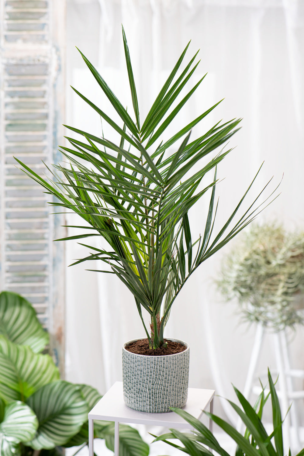 Lot de 4 palmiers variés de taille moyenne - 1 Chamaerops humilis, 1 Phoenix canariensis,  1 Trachycarpus fortunei,  1 Washingtonia robusta (40-70 cm)