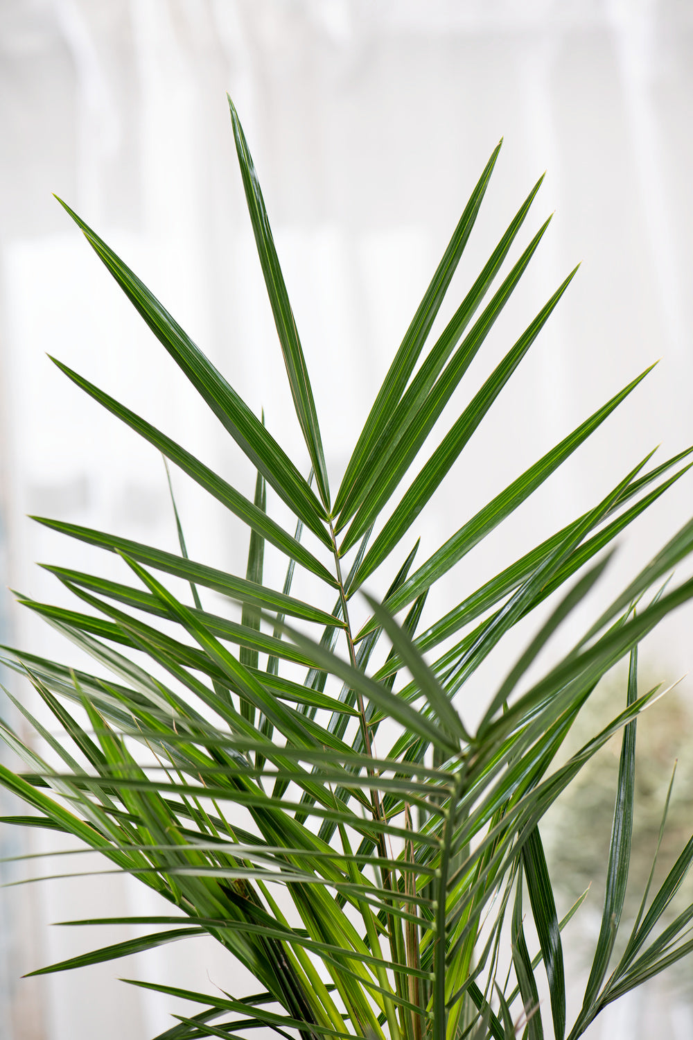 Palmier Phoenix canariensis - Moyens (50–70 cm)