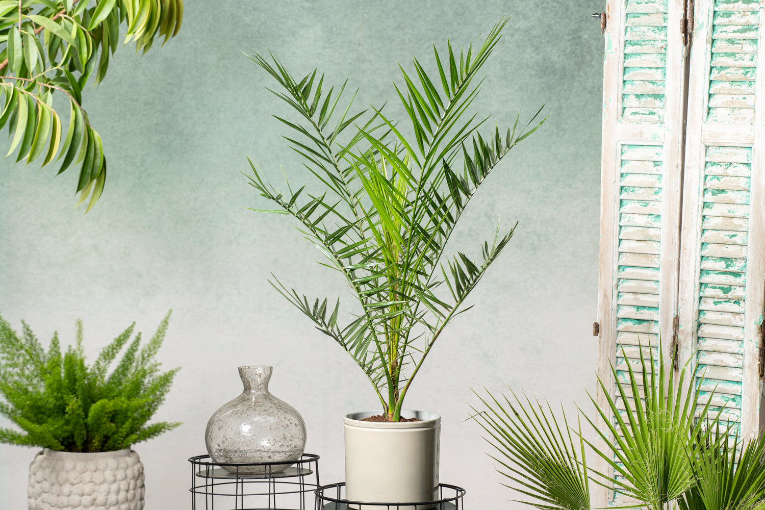 Lot de 4 palmiers variés de taille moyenne - 1 Chamaerops humilis, 1 Phoenix canariensis,  1 Trachycarpus fortunei,  1 Washingtonia robusta (40-70 cm)