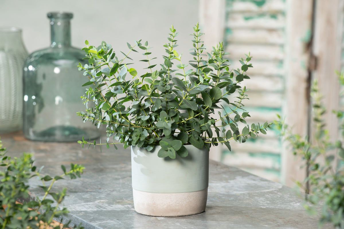 Eucalyptus (Gunnii Azura) sur tige - 40-50 cm