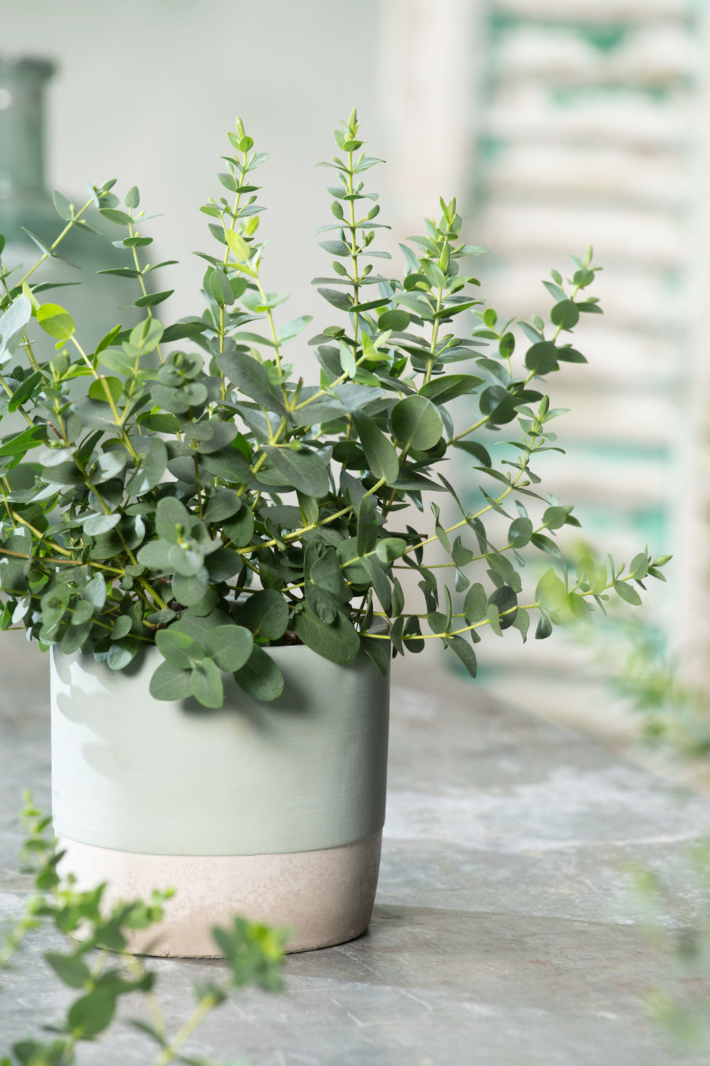 Eucalyptus (Gunnii Azura) sur tige - 40-50 cm