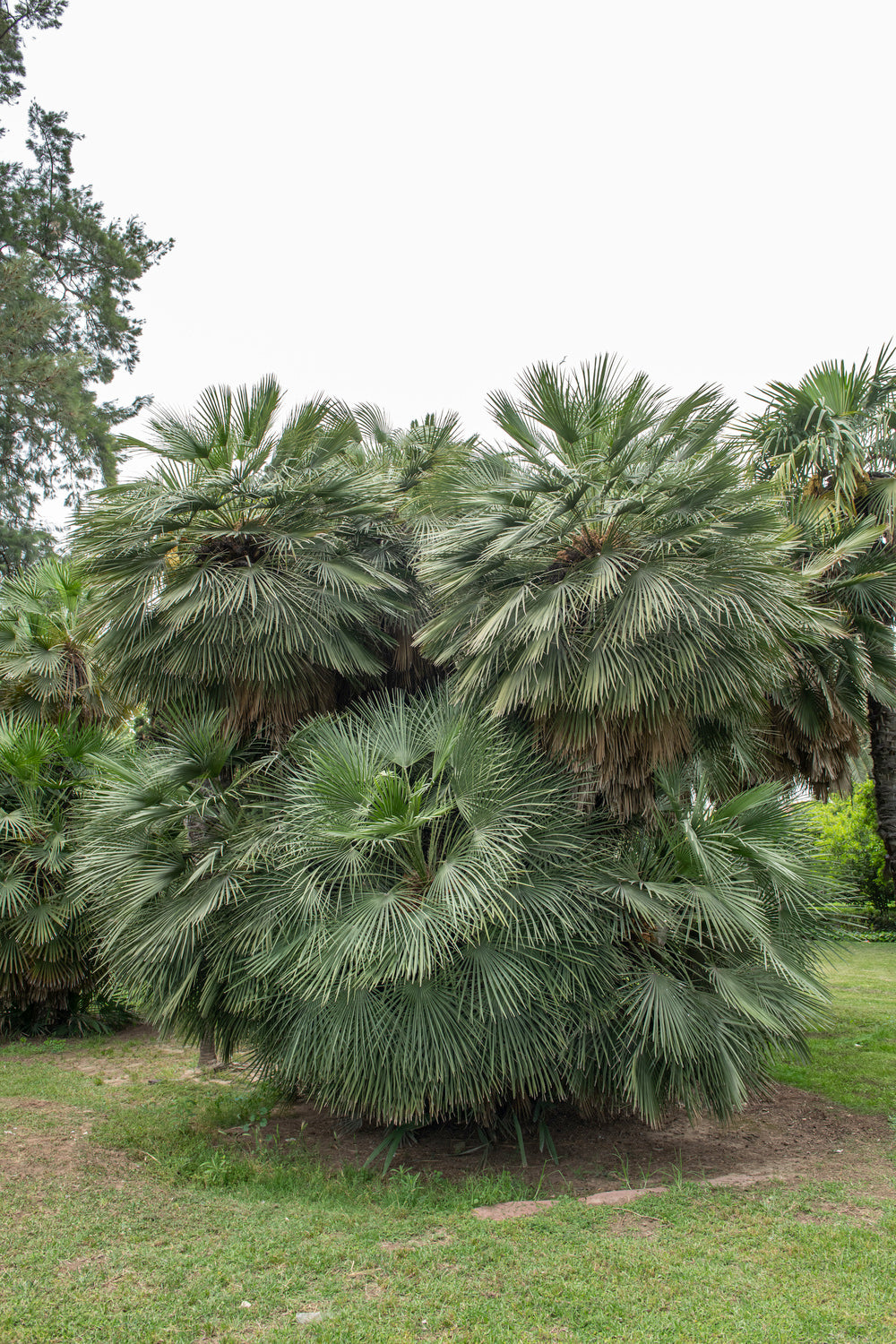 Palmier nain européen (Chamaerops humilis) - Moyen 50–70 cm
