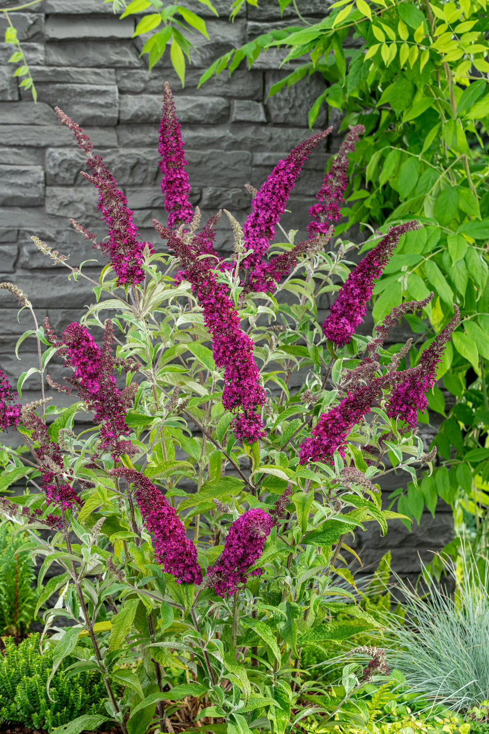 Lot de 3 arbres aux papillons ou lilas d'été (Buddleia de David) à fleurs violettes/rouges