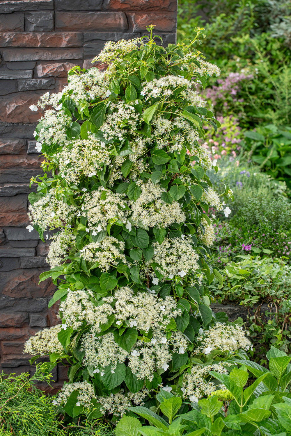 Lot de 2 hortensias grimpants - 30-38 cm