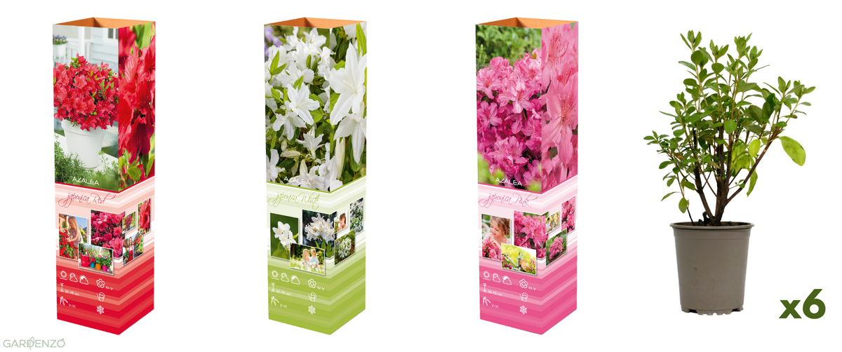 Ensemble de 6 azalées : 2 rouges, 2 roses, 2 blanches - 20-38 cm