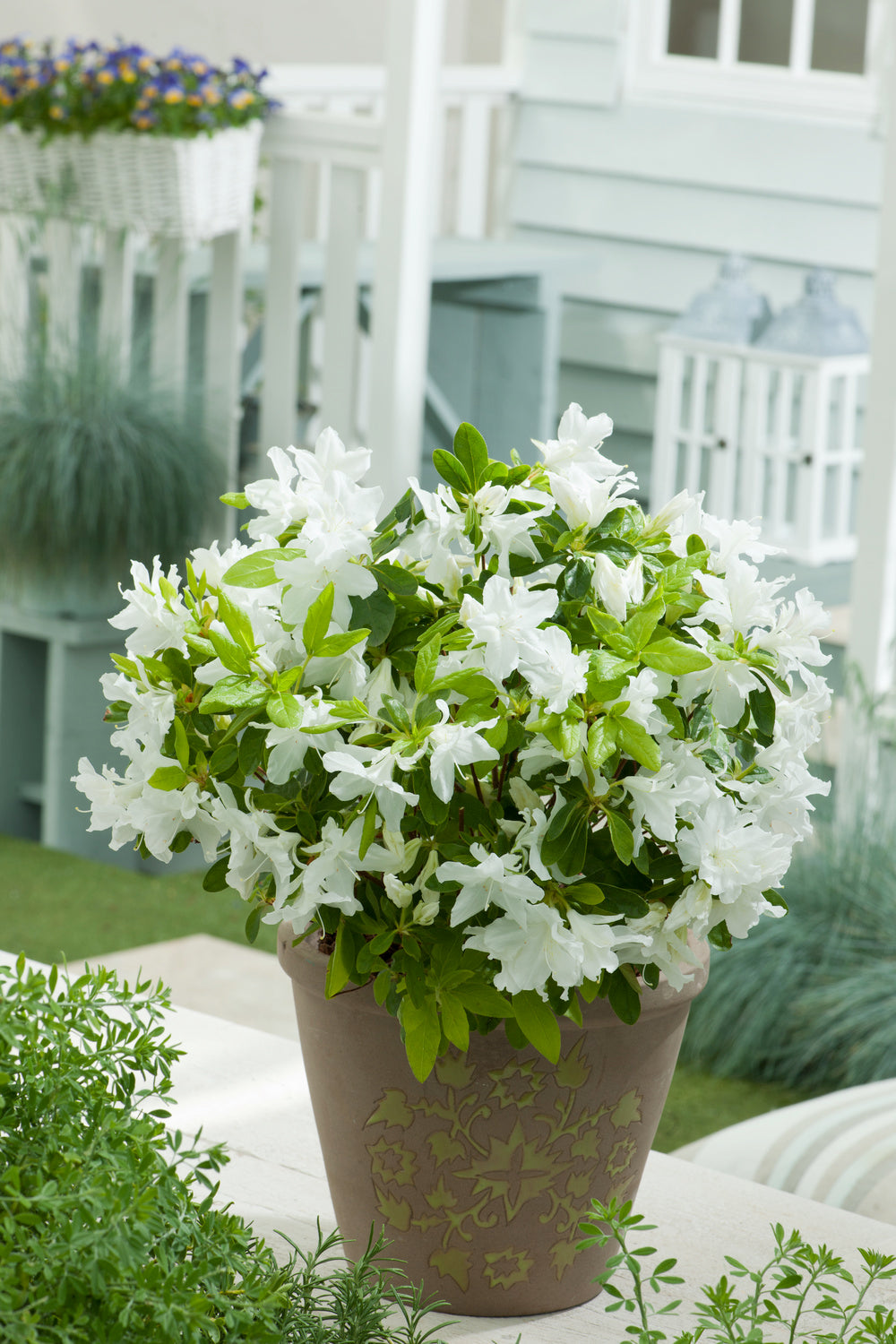 Ensemble de 6 azalées blanches - 20-38 cm