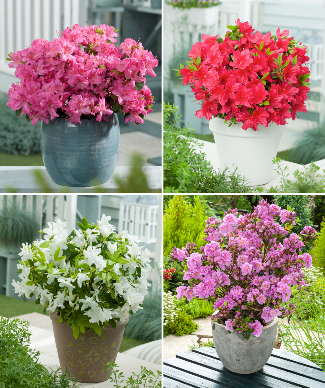 Ensemble de 4 azalées : 1 violette, 1 rouge, 1 rose, 1 blanche - 20-38 cm