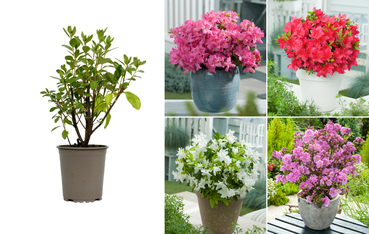Ensemble de 3 azalées : 1 rouge, 1 rose, 1 blanche - 20-38 cm