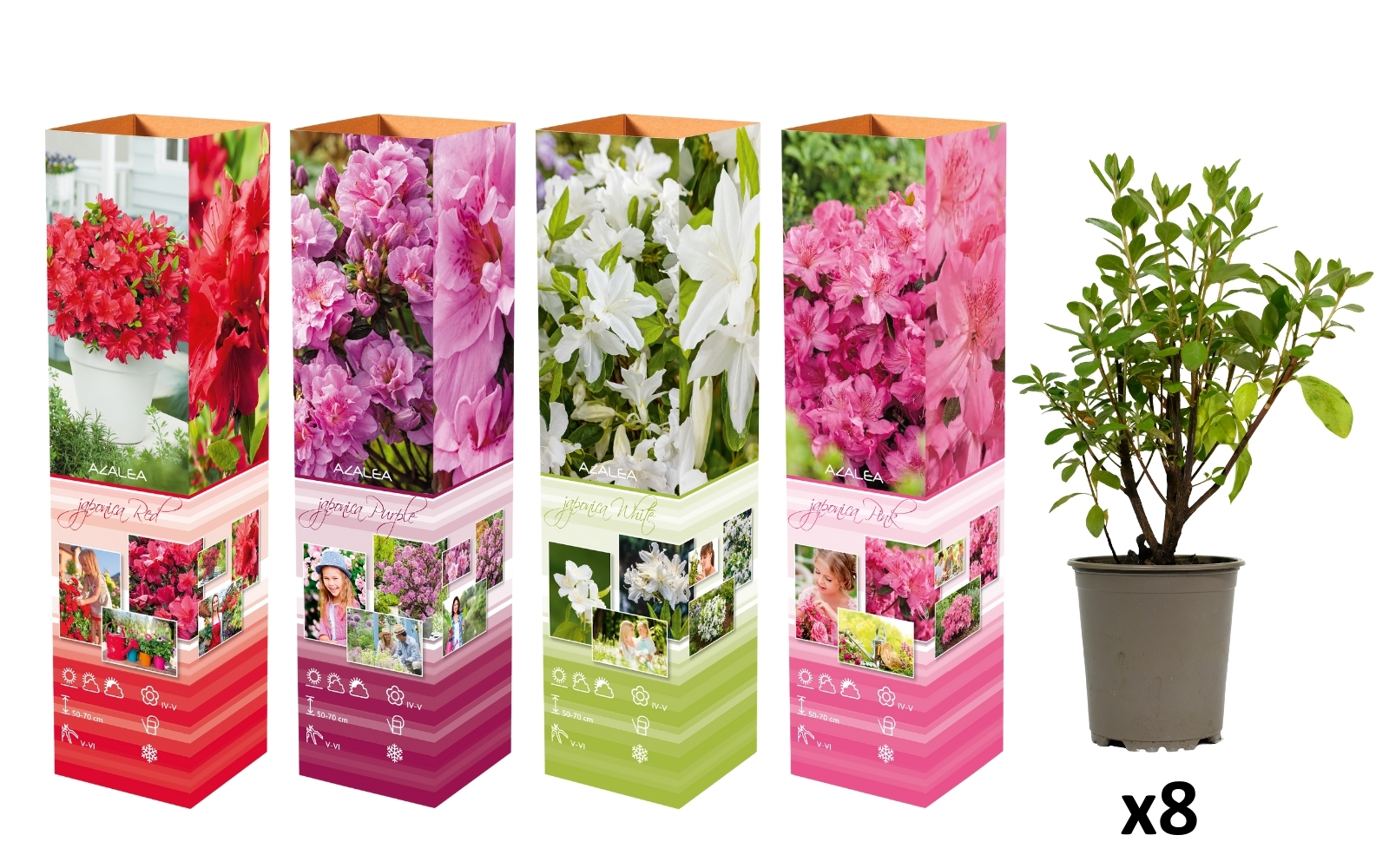 Ensemble de 8 azalées : 2 violettes, 2 rouges, 2 roses, 2 blanches - 20-38 cm