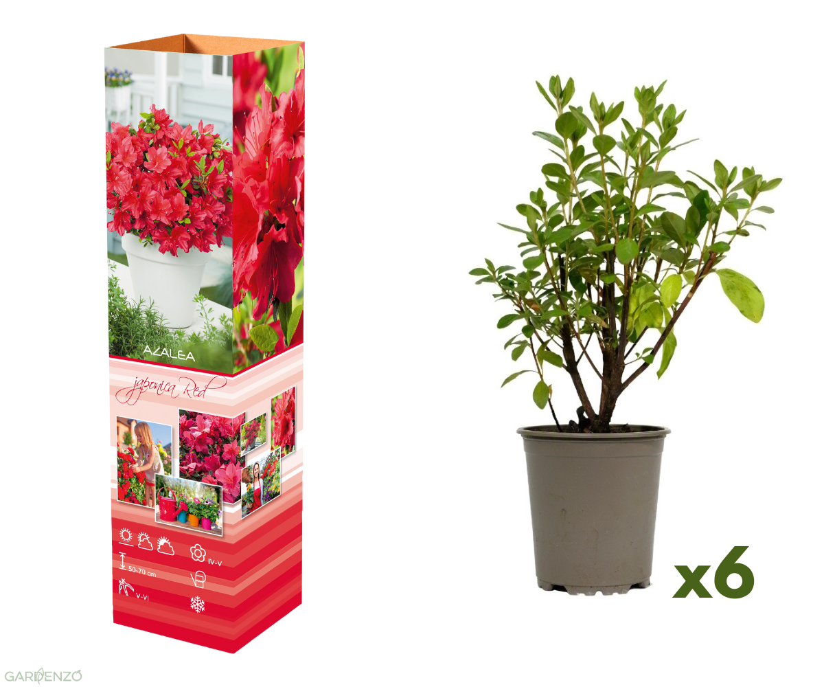 Ensemble de 6 azalées rouges - 20-38 cm