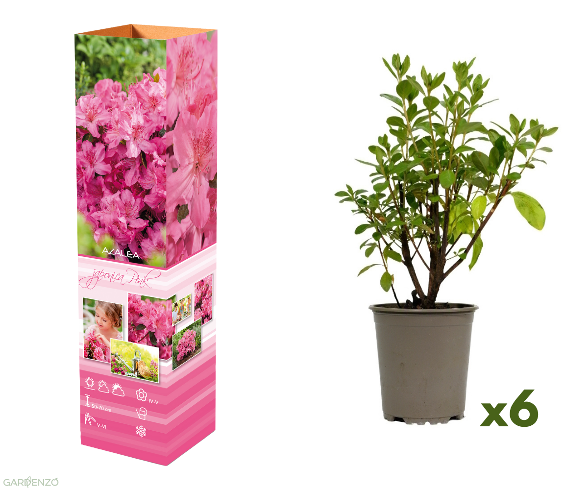 Ensemble de 6 azalées roses - 20-38 cm
