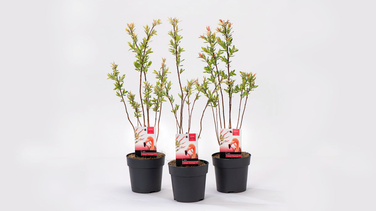 Lot de 3 arbustes saules flamants roses - 30-40 cm