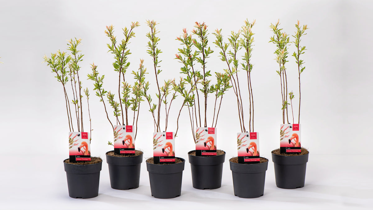 Lot de 6 arbustes saules flamants roses - 30-40 cm