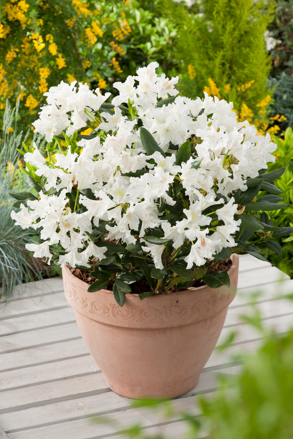 Lot de 6 rhododendrons Cunningham's White - Fleurs blanches 20-38 cm