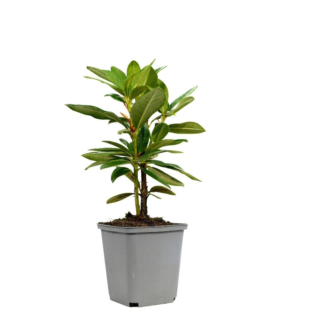 Lot de 6 rhododendrons Cunningham's White - Fleurs blanches 20-38 cm